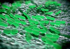 Photo V našich črevách máme nečakaného spojenca v boji proti toxickým chemikáliám