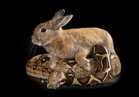 Photo Florida nasadzuje robotické zajace v boji proti obrovským inváznym pytónom