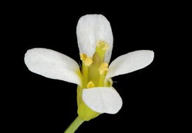 Photo Prelom v medicíne: bežná rastlinka môže byť kľúčom k liečbe Alzheimerovej a Parkinsonovej choroby