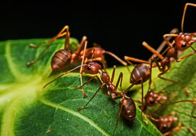 Photo Spolupráca mravcov popiera ľudskú logiku a v tímovej práci sú efektívnejší