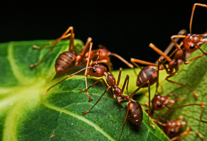 Photo Spolupráca mravcov popiera ľudskú logiku a v tímovej práci sú efektívnejší