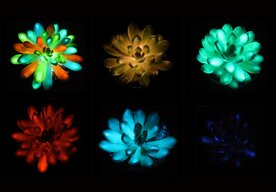 Photo Rastliny ako nočné lampy: sukulenty sa po injekcii fosforu v tme rozžiaria  