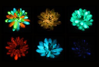 Photo Rastliny ako nočné lampy: sukulenty sa po injekcii fosforu v tme rozžiaria  