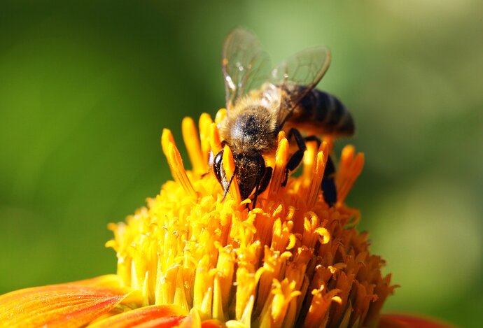 Photo Inovatívne výživové doplnky pre včely môžu odvrátiť kolaps opeľovačov