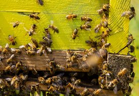 Photo Armáda robotických včiel by mohla v prípade núdze zabezpečiť našu potravinovú bezpečnosť