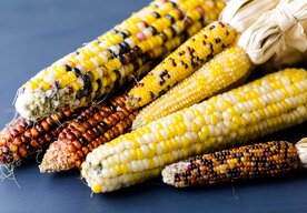 Photo Tichá revolúcia v geneticky upravených potravinách