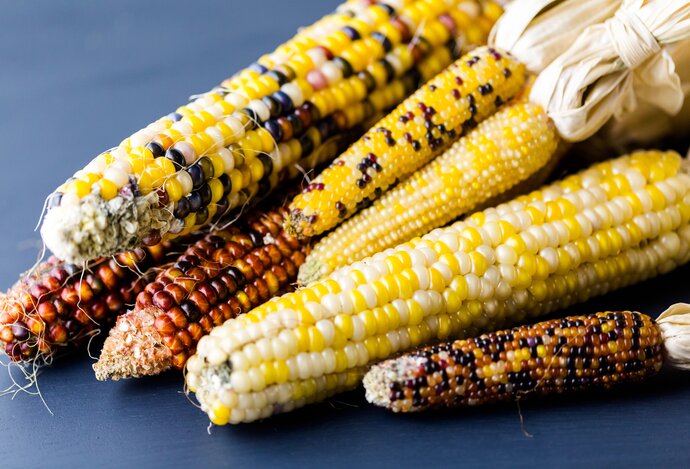 Photo Tichá revolúcia v geneticky upravených potravinách