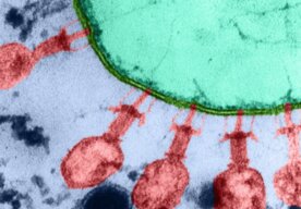 Photo Umelá inteligencia prvýkrát v histórii navrhla a stvorila úplne nové, živé vírusy