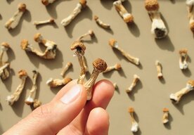 Photo Tajomstvo magických húb: Prečo vôbec príroda vytvorila psilocybín?