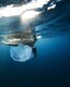 Photo Robotickí “smetiari” budú čistiť hlbiny oceánu od ľudského odpadu