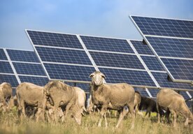 Photo Tieto technológie zmenia pravidlá hry v agrivoltaike, spojením farmárčenia so solárnou energiou