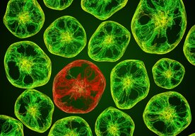 Photo Vedci objavili spôsob, ako presne zacieliť na rakovinový gén bez poškodenia zdravých buniek