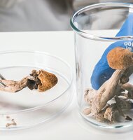 Photo Budeme raz používať huby ako základ počítačov budúcnosti? 