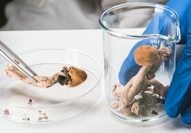 Photo Budeme raz používať huby ako základ počítačov budúcnosti? 