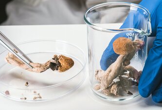 Photo Budeme raz používať huby ako základ počítačov budúcnosti? 