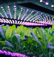 Photo Našli spôsob ako opraviť srdcové tkanivo po infarkte záplatami z listov špenátu