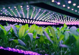 Photo Našli spôsob ako opraviť srdcové tkanivo po infarkte záplatami z listov špenátu