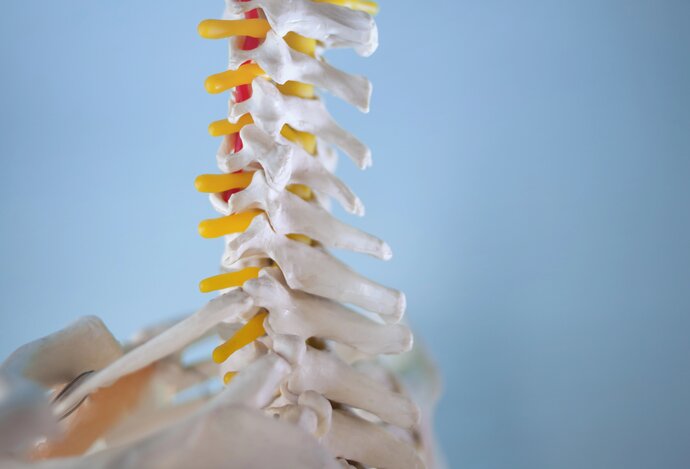 Photo Prekvapivý objav: Kmeňové bunky z telesného tuku dokážu efektívne liečiť zlomeniny  