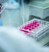 Photo Vedci úspešne omladili starnúce krvné kmeňové bunky  