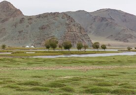 Photo Masívna výsadba stromov v Číne spôsobila nečakaný problém