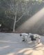 Photo Hororové video, v ktorom robot lezie po zemi ako démon, vzbudzuje otázky