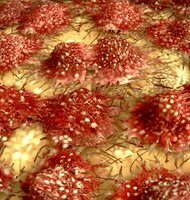 Photo Prelomový objav v boji proti starnutiu: Vedci našli spôsob, ako označiť „zombie“ bunky