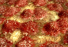 Photo Prelomový objav v boji proti starnutiu: Vedci našli spôsob, ako označiť „zombie“ bunky