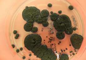 Photo Černobyľská huba by mohla ochrániť kozmonautov pred radiáciou