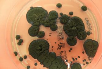 Photo Černobyľská huba by mohla ochrániť kozmonautov pred radiáciou