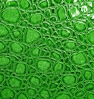 Photo Nová éra regenerácie pokožky pomocou mikrorias 