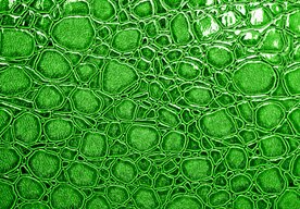 Photo Nová éra regenerácie pokožky pomocou mikrorias 