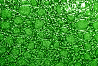 Photo Nová éra regenerácie pokožky pomocou mikrorias 