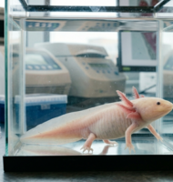 Photo Genetická úprava dokázala naštartovať dorastanie odrezaných končatín 