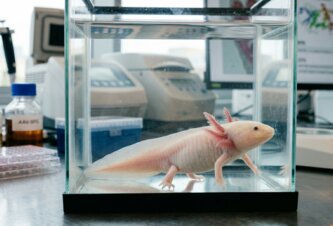 Photo Genetická úprava dokázala naštartovať dorastanie odrezaných končatín 