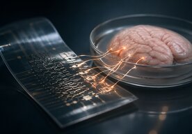 Photo Syntetické neuróny už dokážu priamo komunikovať so živým mozgom