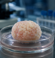 Photo Vedci vypestovali miniatúrne laboratórne mozgy, ktoré si pamätajú svoj vek a vnímajú čas
