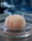 Photo Vedci vypestovali miniatúrne laboratórne mozgy, ktoré si pamätajú svoj vek a vnímajú čas