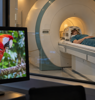 Photo AI dokáže z mozgu prečítať to, na čo sa človek práve pozerá 