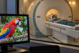 Photo AI dokáže z mozgu prečítať to, na čo sa človek práve pozerá 