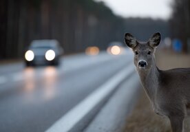 Photo Stret so zverou na jeseň: Kryje škodu PZP alebo musíte mať havarijné poistenie?